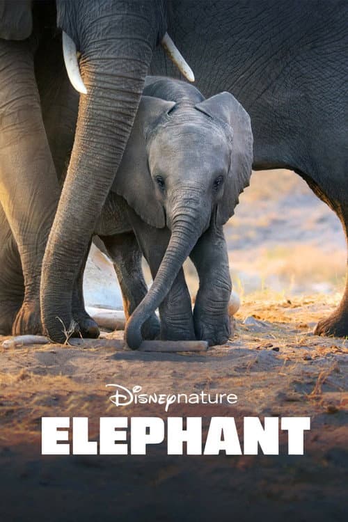 Elephant poster